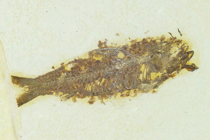 Bargain Fossil Fish (Knightia) - Green River Formation #133950